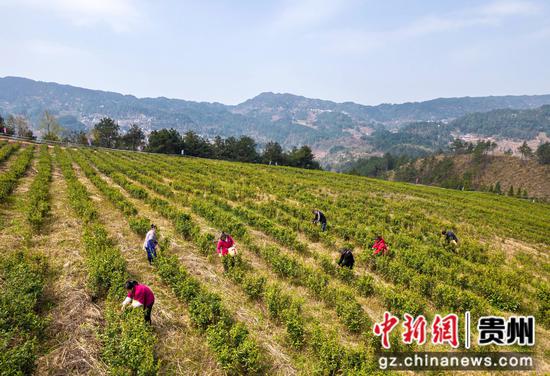 2024年3月21日，村民在贵州省黔西市中坪镇黄泥坡社区茶园采茶（无人机照片）。