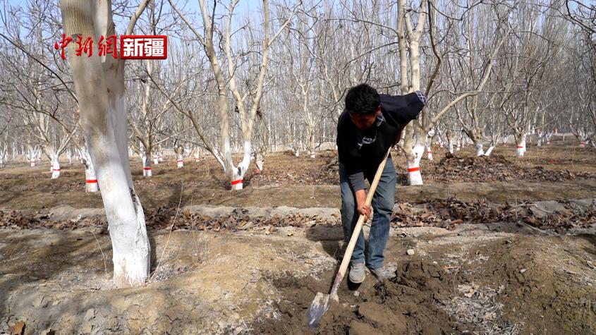 新疆温宿县：125万亩果园“吃饱”有机肥 丰产增收后劲足