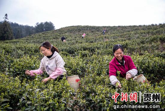 2024年3月21日，村民在贵州省黔西市中坪镇黄泥坡社区茶园采茶。
