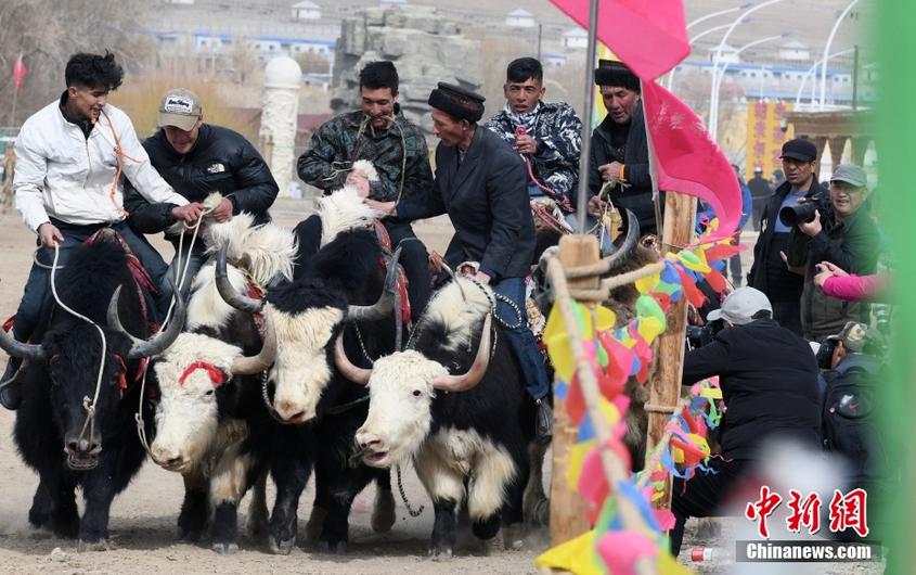3月22日，新疆塔什库尔干塔吉克自治县举行塔吉克族牦牛刁羊比赛，场面壮观激烈。牦牛刁羊是一项在当地广为开展的民间传统体育项目，已被列入新疆维吾尔自治区非物质文化遗产名录。 中新社记者 孙亭文 摄