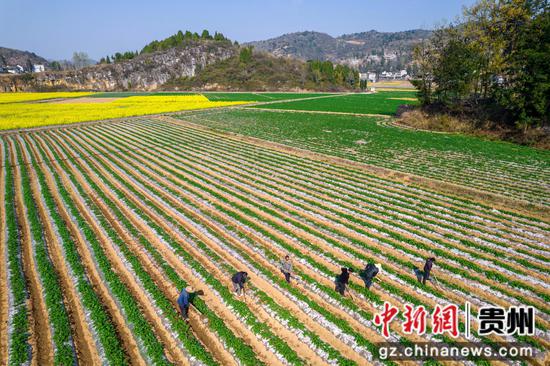 2024年3月21日，村民在贵州省黔西市中坪镇关寨村田间管护土豆苗（无人机照片）。