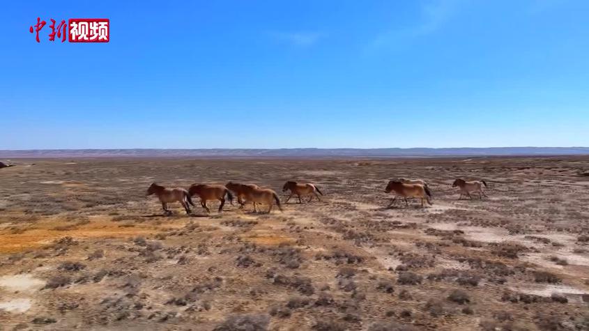 新疆福海县卡拉麦里自然保护区野马数量增至25匹