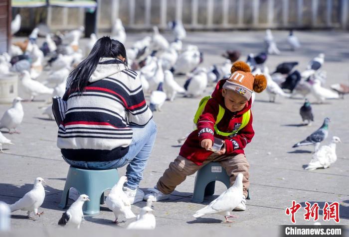 市民带着孩子在公园里晒太阳，喂鸽子。中新网记者 刘新 摄