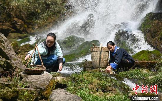 图为田金婵(右)和好友在小溪边清洗野菜。谢慧芳 摄