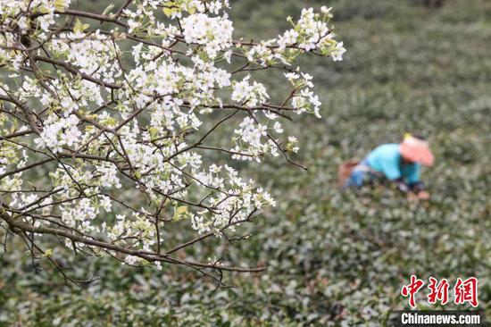 3月27日，茶农在云雾镇境内的茶园采摘春茶。 中新网记者 瞿宏伦 摄