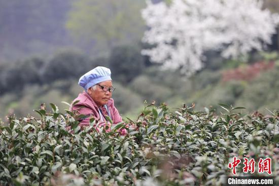 3月27日，茶农在云雾镇境内的茶园采摘春茶。　中新网记者 瞿宏伦 摄