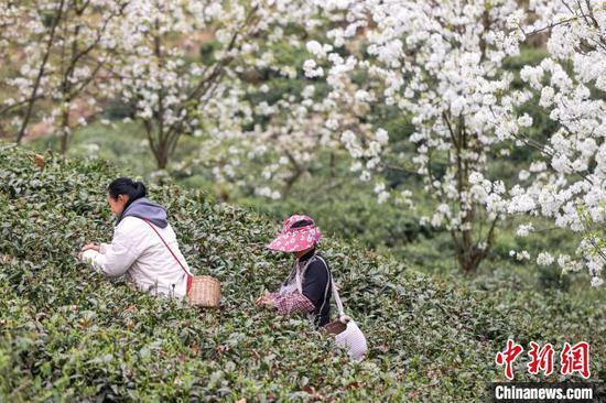 3月27日，茶农在云雾镇境内的茶园采摘春茶。　中新网记者 瞿宏伦 摄