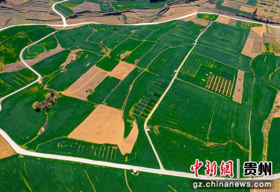 贵州省黔西市重新镇桥边社区的小麦长势良好（无人机照片）。