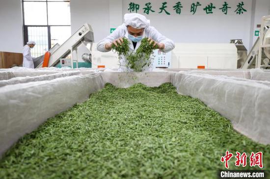 3月27日，工人在云雾镇境内的茶叶加工车间制作春茶。　中新网记者 瞿宏伦 摄