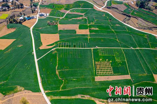 贵州省黔西市重新镇桥边社区的小麦长势良好（无人机照片）。