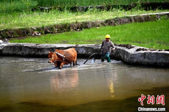 在贵州省锦屏县钟灵乡高寨村，村民在翻犁秧田为水稻播种做足准备。李斌 摄