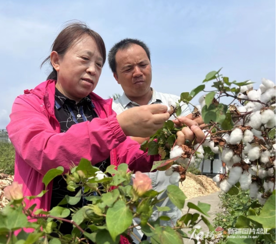 百亩棉花目标产量800公斤/亩！昌吉农高区打造中国高产棉花示范区