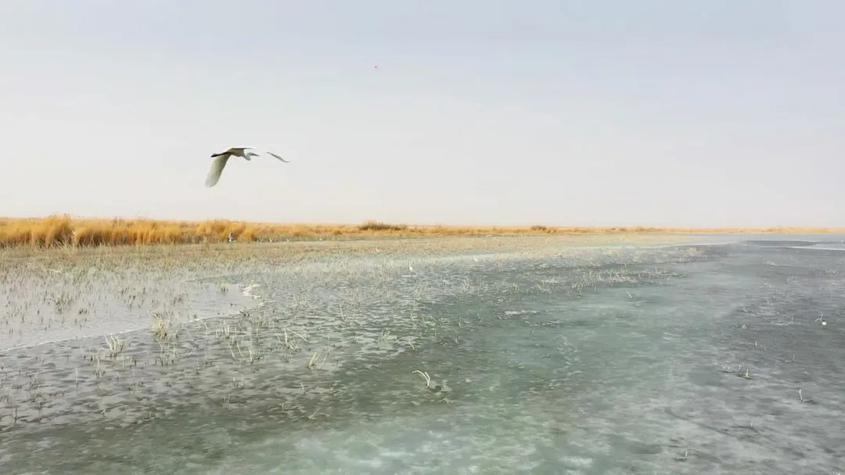 新疆巴州和硕县金沙滩冰化湖开候鸟回归