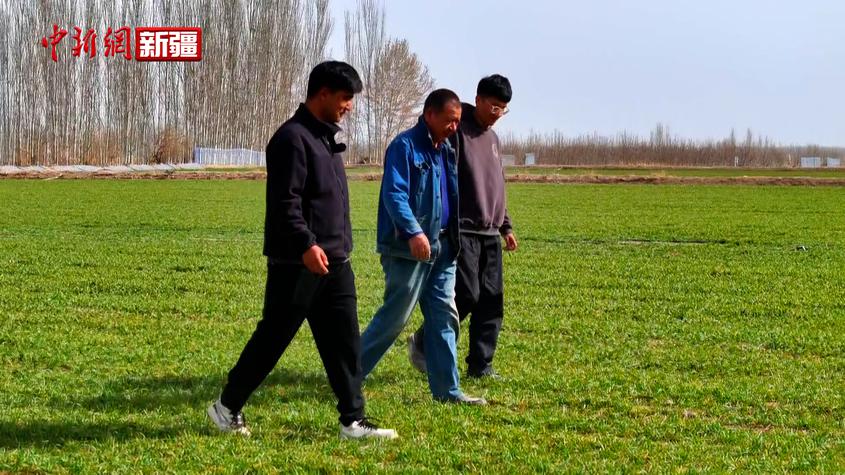 新疆温宿县26万亩冬小麦返青