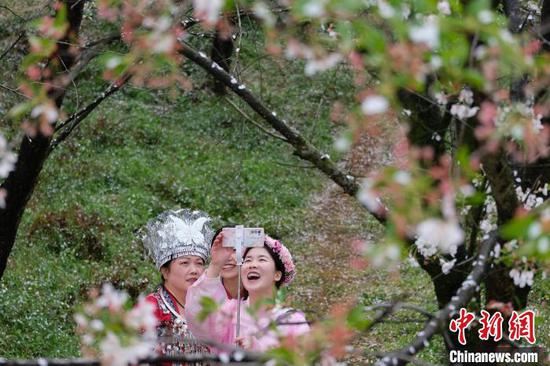 游客在贵州贵安新区樱花园内拍照。中新网记者 石小杰 摄