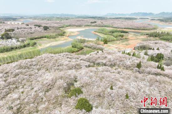 3月29日，航拍贵安新区万亩樱花园。　中新网记者 瞿宏伦 摄