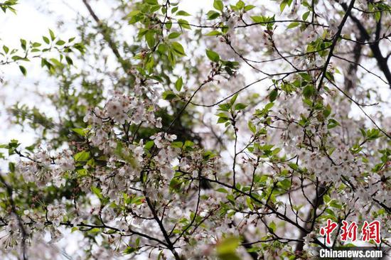 贵州贵安新区樱花园内绽放的樱花。中新网记者 石小杰 摄