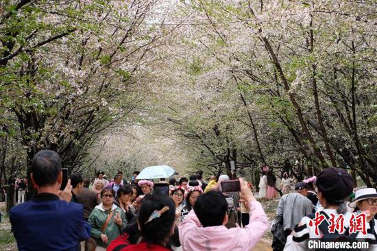 游客在贵州贵安新区樱花园内游览。中新网记者 石小杰 摄