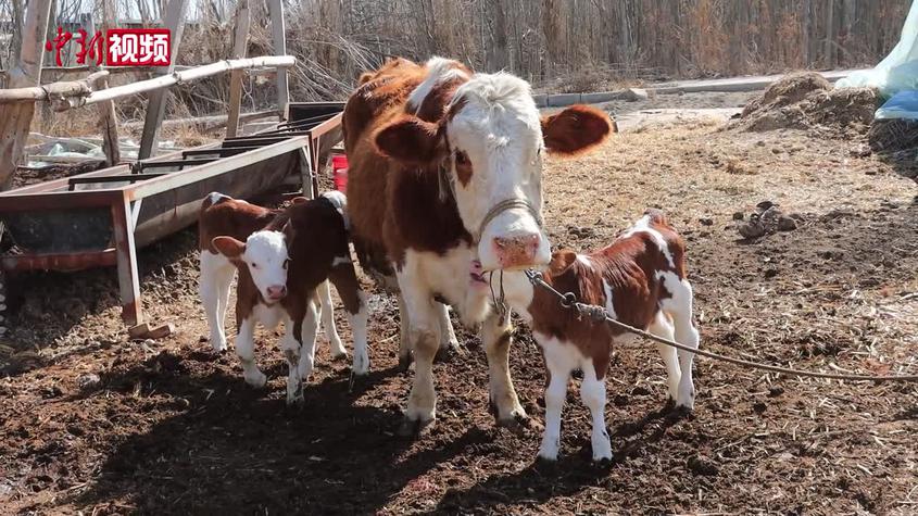 新疆：母牛诞下三胞胎 概率仅为五十万分之一