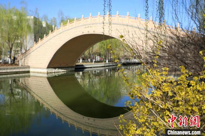 拱桥、碧水、绿柳、黄花演绎塞外江南的春景。 杨厚伟 摄