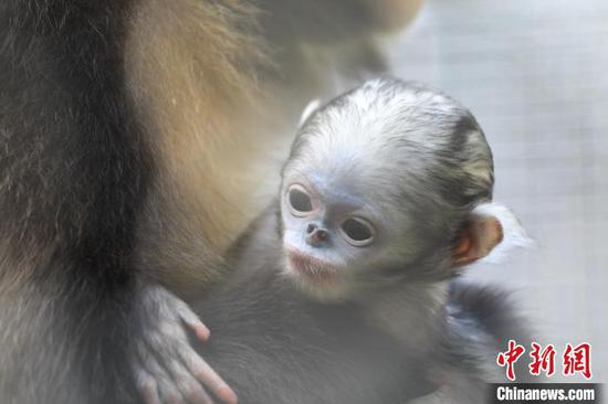 3月28日，在贵州梵净山国家级自然保护区拍摄的黔金丝猴幼崽。李鹤摄