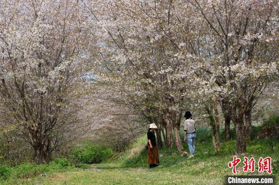 游客在贵州贵安新区樱花园内游览。中新网记者 石小杰 摄