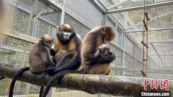 黔金丝猴“小梵”带着幼猴和家人在一起。李鹤摄