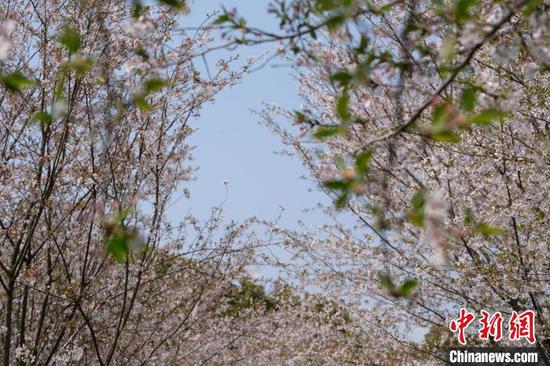 贵州贵安新区樱花园内绽放的樱花。中新网记者 石小杰 摄