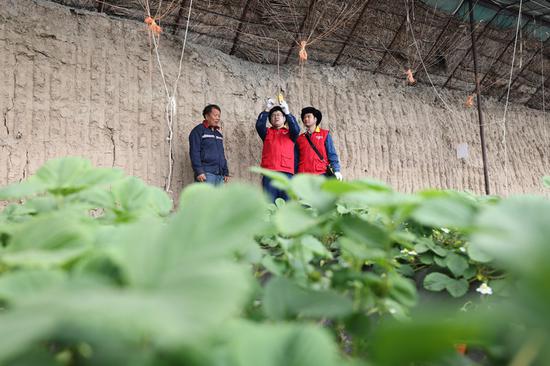 3月7日，国网昌吉供电公司员工到芳草湖农场绿丰农业合作社，对大棚用电设备进行检查。沈海涛 摄