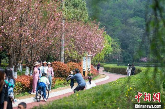 3月30日，贵阳市白云区长坡岭国家森林公园春意盎然，市民在樱花树下赏花拍照。唐哲 摄