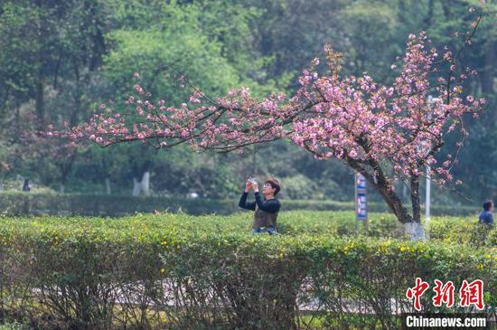 3月30日，贵阳市白云区长坡岭国家森林公园春意盎然，市民在樱花树下赏花拍照。唐哲 摄