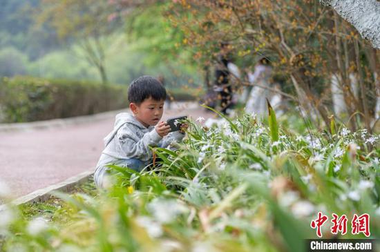 3月30日，贵阳市白云区长坡岭国家森林公园春意盎然，一位小朋友在园内野花前赏花拍照。唐哲 摄