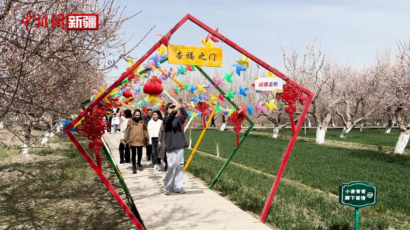 新疆克州昆仑大峡谷第二届杏花节在阿克陶县开幕