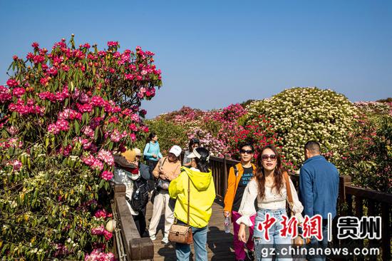 2024年3月30日，游客在贵州省毕节市百里杜鹃普底景区赏花。