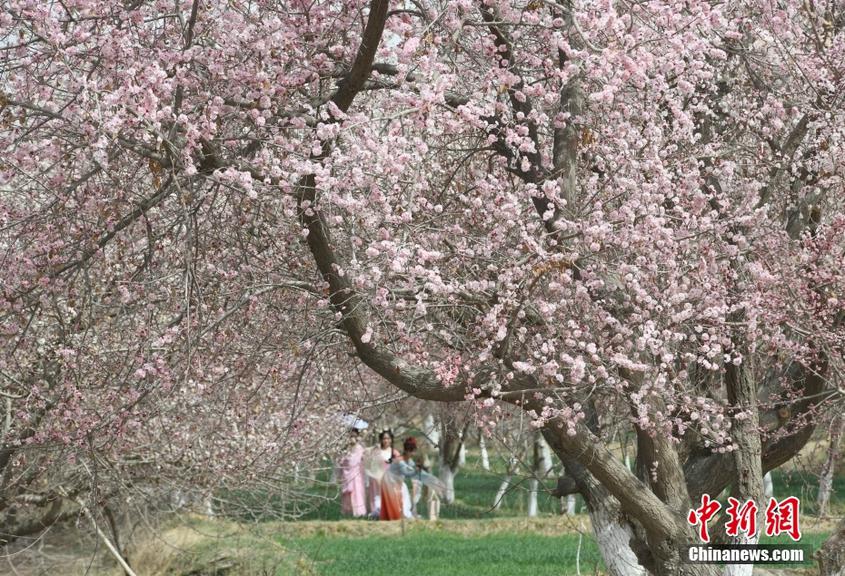 新疆·克州昆仑大峡谷第二届杏花节开幕