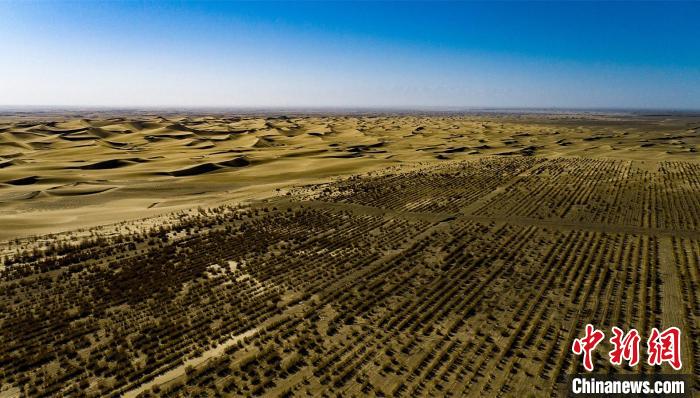 新疆兵团团场在塔克拉玛干沙漠南缘大面积种植中草药。华云峰 摄