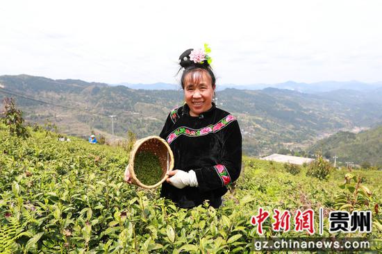 采茶工人正在展示新鲜采摘的茶青。