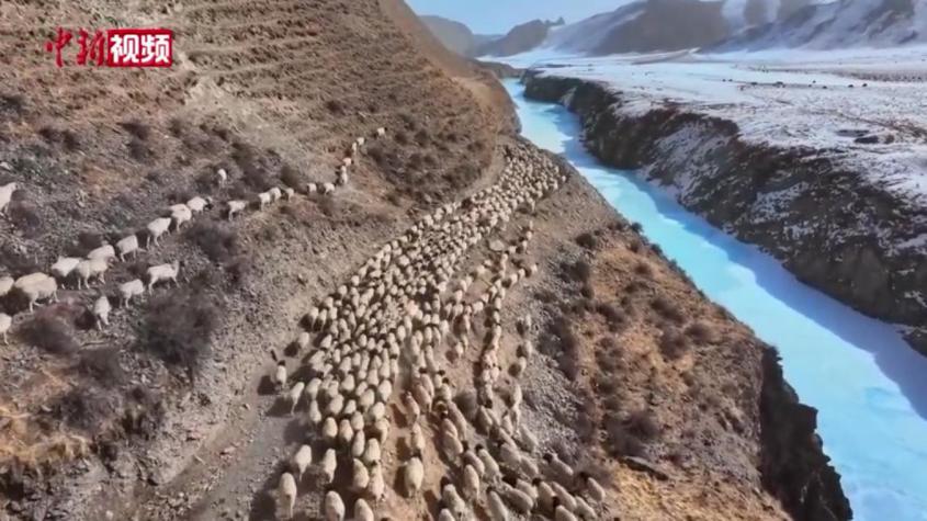 新疆和静县百万牲畜踏上传统+机械化转场路
