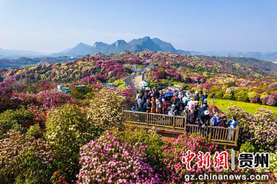 2024年3月30日，游客在贵州省毕节市百里杜鹃普底景区赏花（无人机照片）。