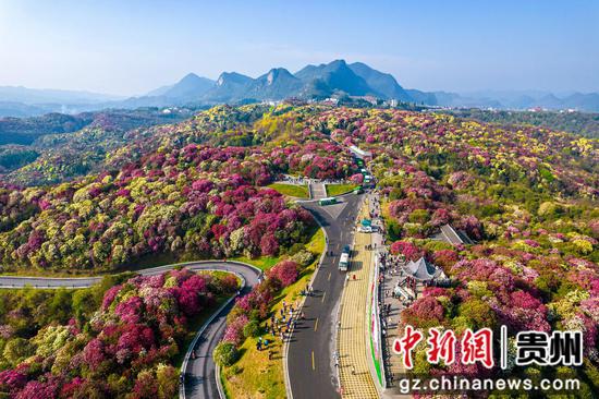 2024年3月30日，游客在贵州省毕节市百里杜鹃普底景区赏花（无人机照片）。