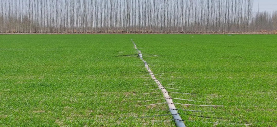 新疆阿瓦提县：32万亩冬小麦长势喜人 绘就棉城好“丰”景