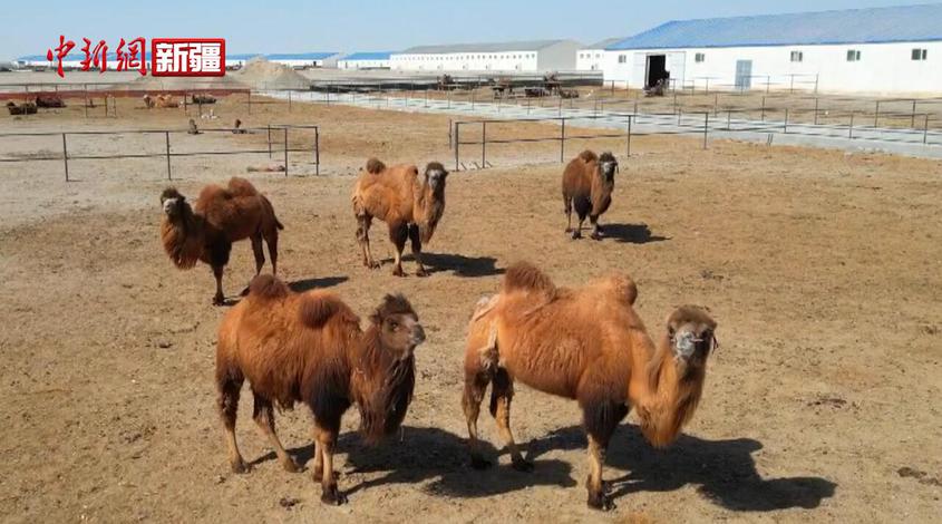 新疆若羌：骆驼迎来产崽高峰期