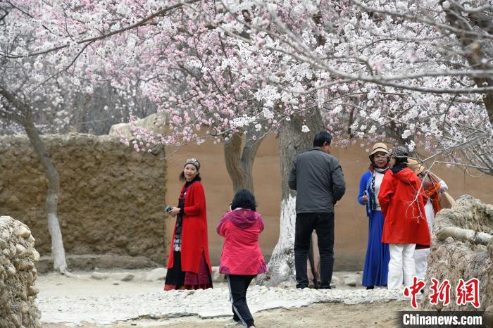 图为3月31日，多名游客在阿克陶县塔尔塔吉克民族乡巴格艾格孜村的杏花树下拍照。中新网记者 孙亭文 摄