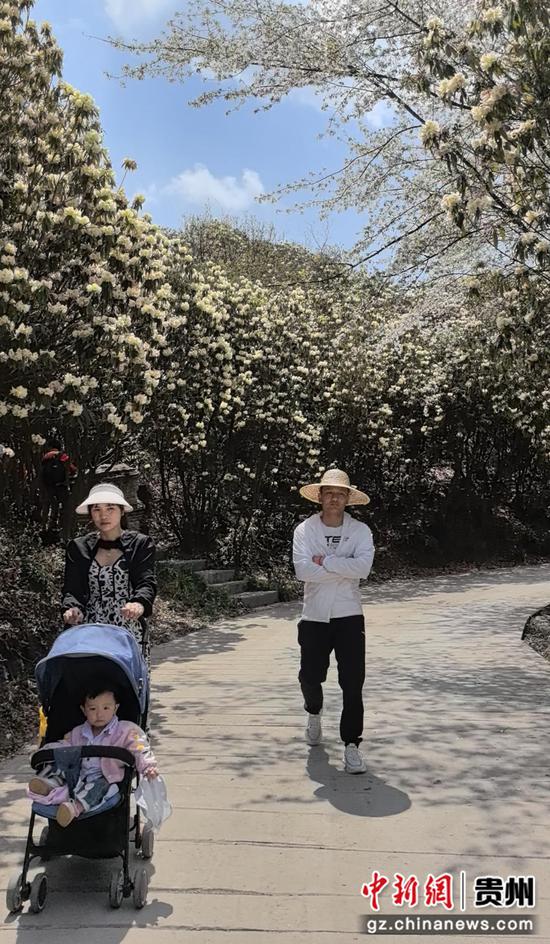 贵州大方县安乐乡营脚村杜鹃花进入盛花期