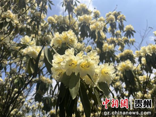 摄