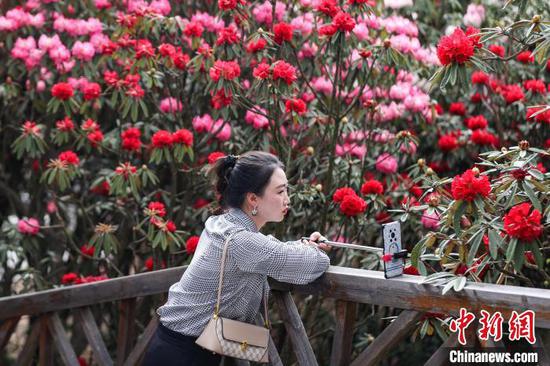 4月3日，游客在百里杜鹃景区拍摄盛开的杜鹃花。中新网记者 瞿宏伦 摄