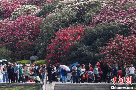 4月3日，游客在百里杜鹃景区游览。中新网记者 瞿宏伦 摄