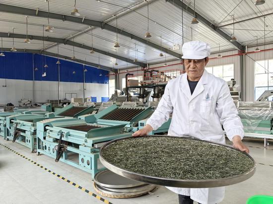 茶叶加工厂总工程师唐诗印正在加工茶叶
