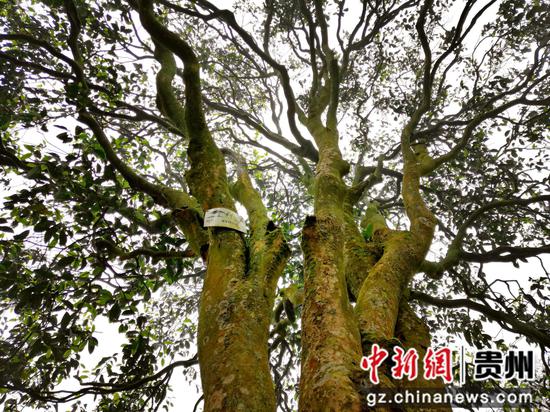 习水古树茶。 罗利飞 摄