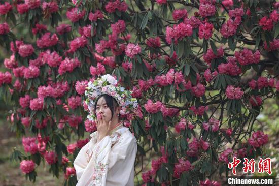 4月3日，百里杜鹃景区盛开的杜鹃花吸引游客打卡。中新网记者 瞿宏伦 摄